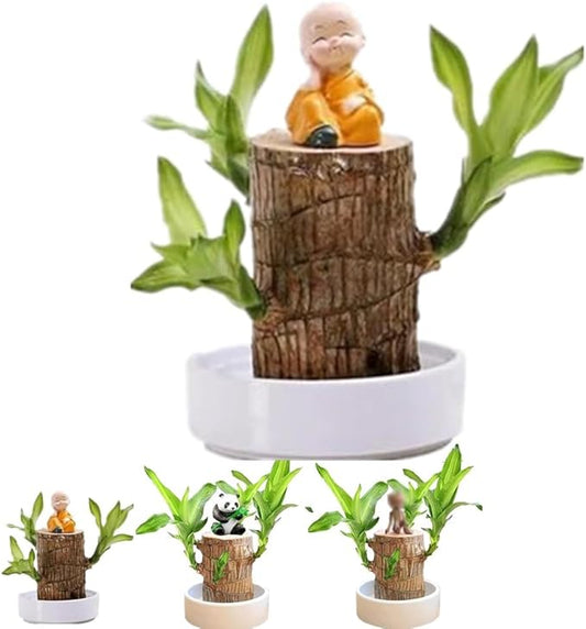 Brazilian Lucky Wood, Brazil's Lucky Tree Doesn't Need to Wait to Sprout, Hydroponic Stump for Purifying Indoor Air, Office Desk Decorations Plant Pot (B)