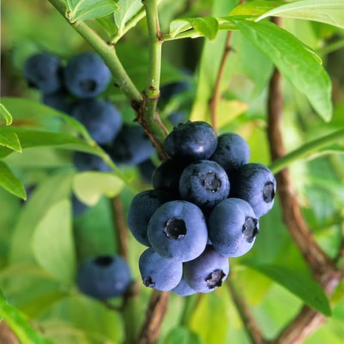 Mini Blue Blueberry Plant Live for Planting, 4-8 Inch Tall Starter Plant, Hardy Blueberry Bush for Garden or Patio