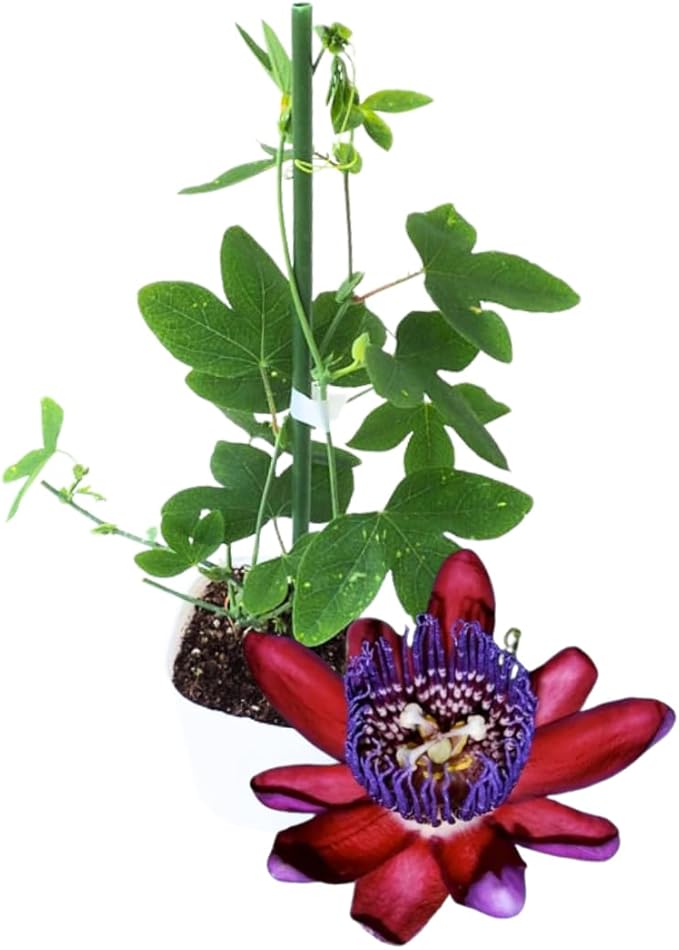 Passion Flower Plant Live, 5 to 8 Inch Tall Passiflora Vine, Fragrant Climbing Plant for Garden or Trellis, No Pot, Well-Rooted (Burgundy Red Passion Flower)