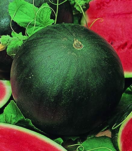 Watermelon Black Beauty Early Rare Giant Fruit Heirloom Organic Non-GMO