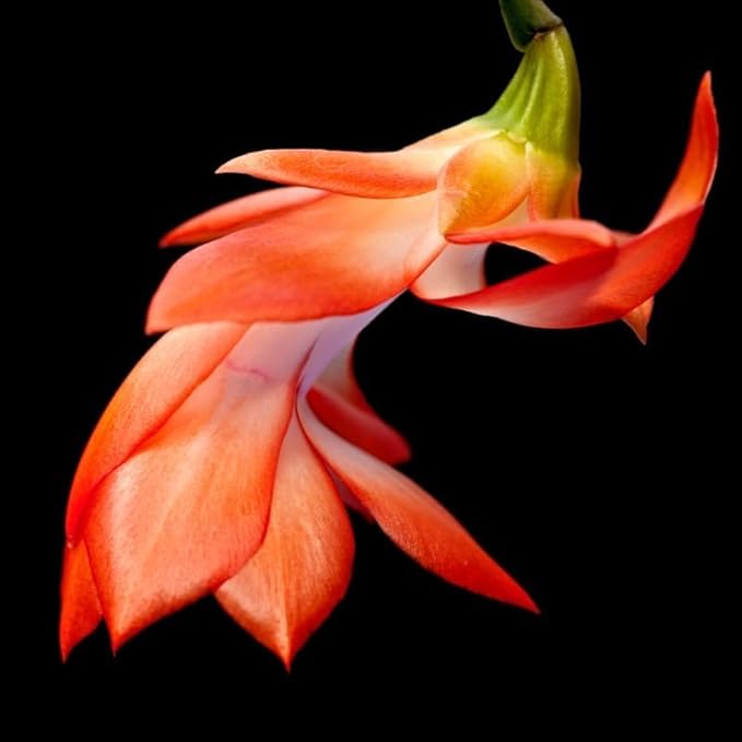 2 Orange Christmas Cactus Plants Live, 4 to 7 Inch Tall Colorful Christmas Cactus, Holiday Flower Houseplant, Indoor Outdoors Easy Care Plants for Home Garden