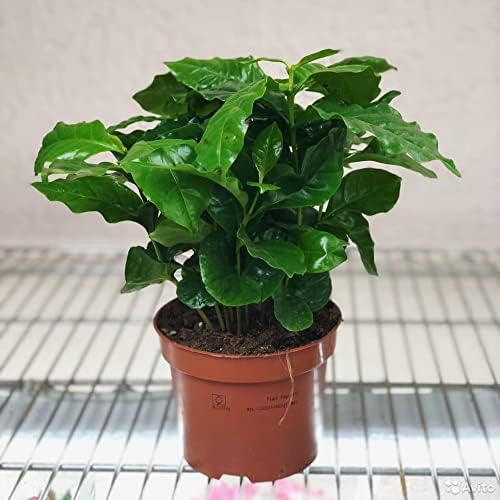 5+ Seeds Arabian Coffee Tree (Mountain Plant) - Tree Dwarf