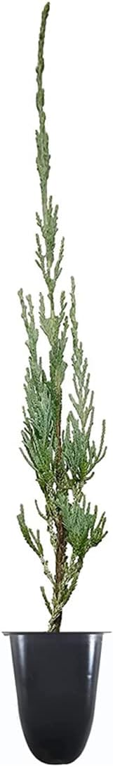 Skyrocket Juniper | 3 Live Plants | Juniperus Scopulorum | Evergreen Privacy Screen, Fast Growing Landscape Tree, Low Maintenance Garden, Ornamental Foliage, Drought Tolerant Plant