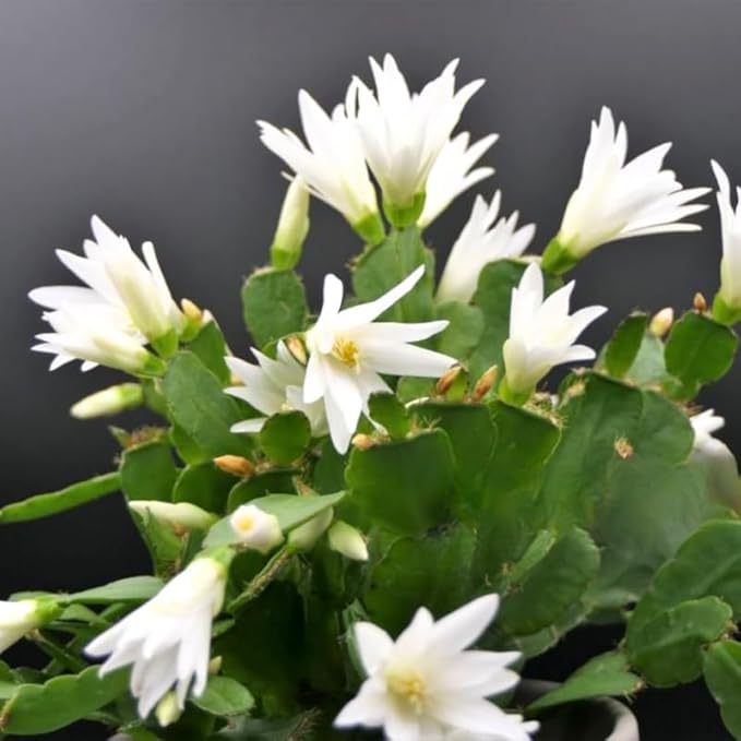 White Easter Cactus Plants Live, Christmas Cactus Thanksgiving Cactus Like Plants Live, Well-Rooted Cold Hardy, Holiday Cactus for Indoor Outdoor Planting, 4-8 Inc Tall, Starter Tree