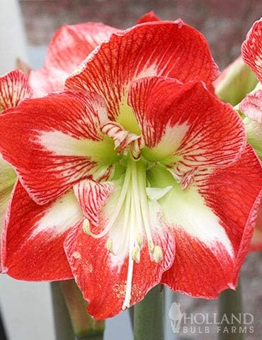 Premium Minerva Amaryllis Gift Box Kit – Indoor Flower Bulb – Includes Red Metal Pot, Growing Medium & Instructions – Easy to Grow Winter Bloom Kit – Guaranteed to Bloom