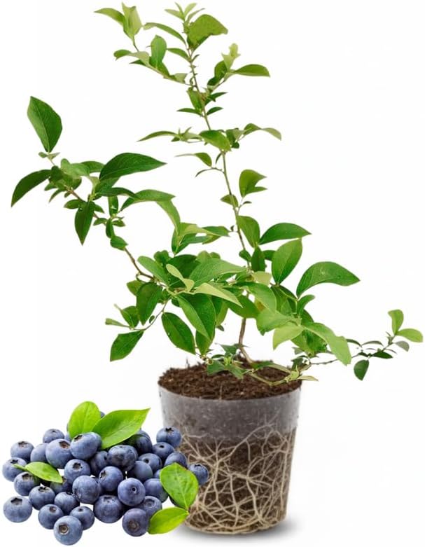 Mini Blue Blueberry Plant Live for Planting, 4-8 Inch Tall Starter Plant, Hardy Blueberry Bush for Garden or Patio