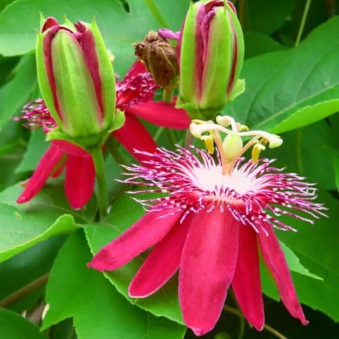 Passion Flower Plant Live, 5 to 8 Inch Tall Passiflora Vine, Fragrant Climbing Plant for Garden or Trellis, No Pot, Well-Rooted (Burgundy Red Passion Flower)