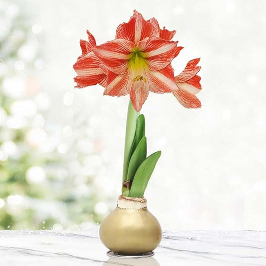 Rejoice Opal Star Waxed Amaryllis Flower Bulb with Stand, No Water Needed