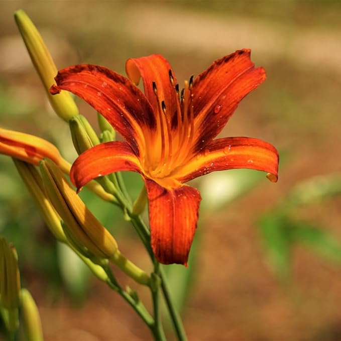 3 Red Orange Daylily Bulbs for Planting, Reblooming Daylilies Roots, Hardy Perennial Flowers Bulbs, Gardens and Borders Planting