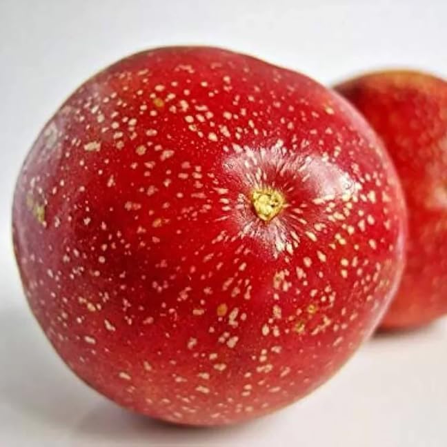 Panama Red Passion Fruit Plant – Passiflora Edulis Panama Red – Live Plant