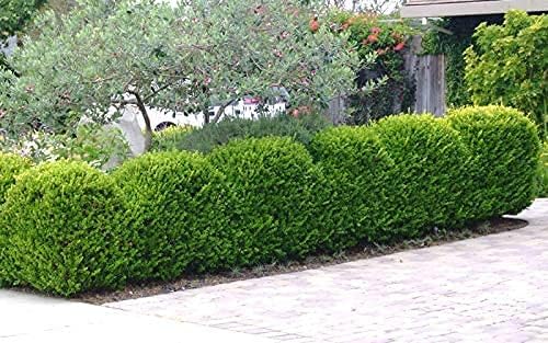 Japanese Boxwood | 10 Live 4 Inch Pots | Buxus Microphylla | Formal Evergreen Low Maintenance Hedge