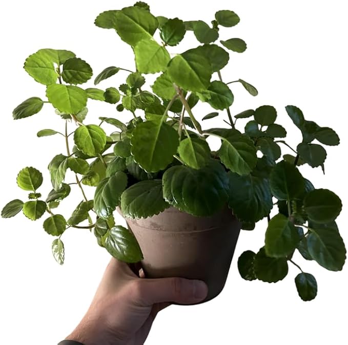 Green Swedish Ivy Live Plants in 4'' Pot, Hardy Ivy Vine Plant for Trellis, Ground Cover, Live Indoor Houseplants
