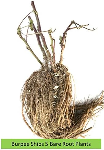 Burpee Thornless Blackberry Prime-Ark® 'Freedom' shipped as FIVE BARE ROOT PLANTS