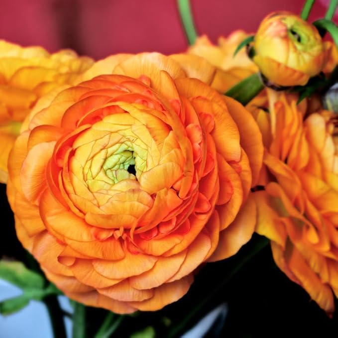 25 Ranunculus Bulbs for Fall Planting, Perennial Flowers Bulbs for Gardens, Vibrant Peony Buttercup Corms for Outdoor Borders (Orange Ranunculus)