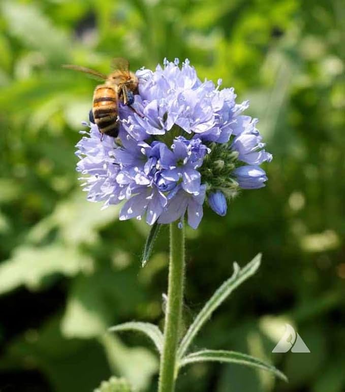 Globe Gilia Seeds, Gilia capitata, Pack of 5000 Seeds by Seeds2Go