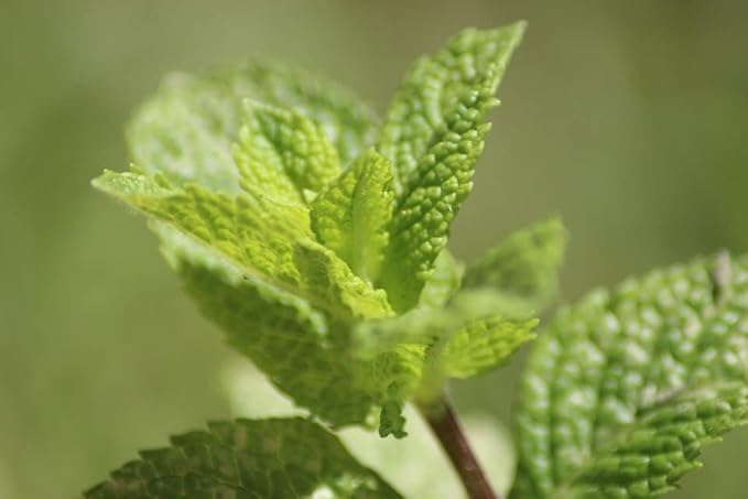 Greenwood Nursery: Live Perennial Plants - Mojito Mint + Mentha Villosa - [Qty: 10x 3.5 Pots] - (Click for Other Available Plants/Quantities)