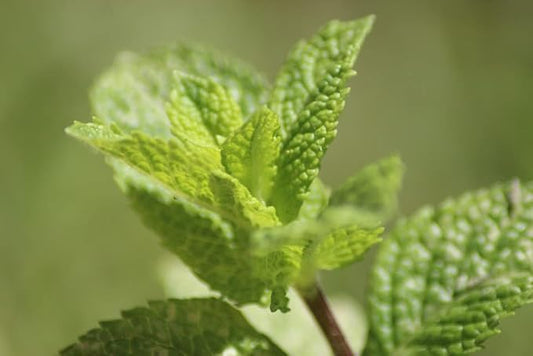 Greenwood Nursery: Live Perennial Plants - Mojito Mint + Mentha Villosa - [Qty: 5X 3.5 Pots] - (Click for Other Available Plants/Quantities)
