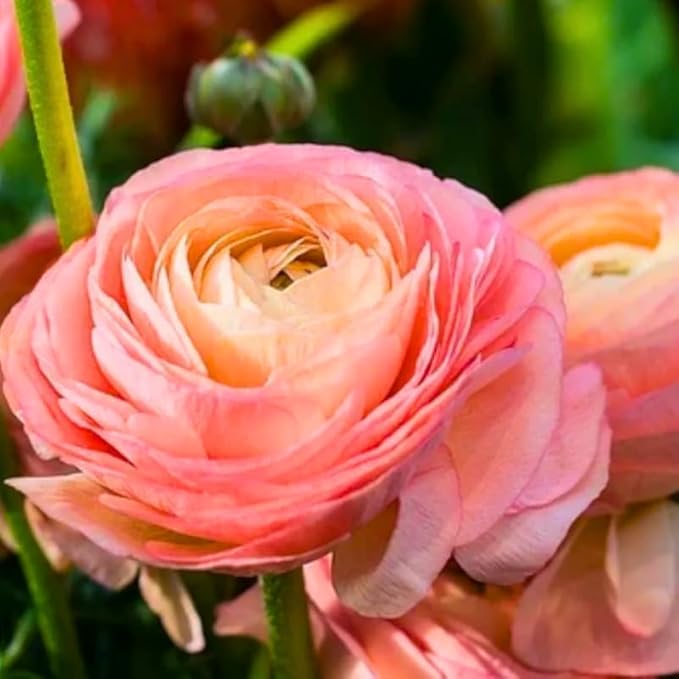 25 Ranunculus Bulbs for Fall Planting, Perennial Flowers Bulbs for Gardens, Vibrant Peony Buttercup Corms for Outdoor Borders (Pink Ranunculus)
