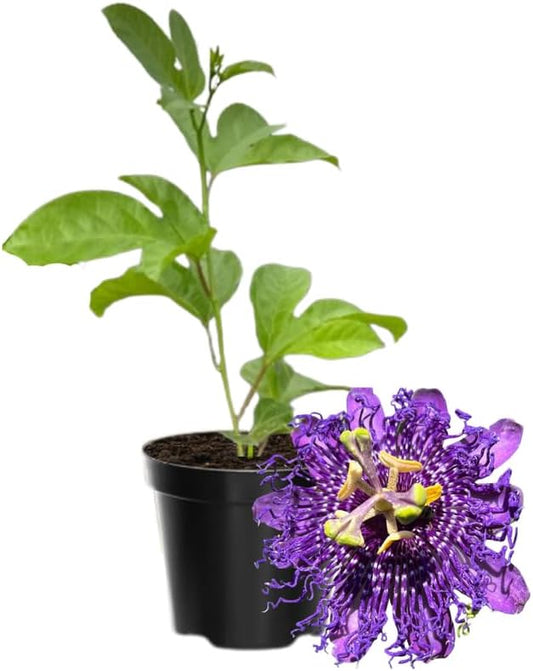 Passion Flower Plant Live, 5 to 8 Inch Tall Passiflora Vine, Fragrant Climbing Plant for Garden or Trellis, No Pot, Well-Rooted (Purple Passion Flower)