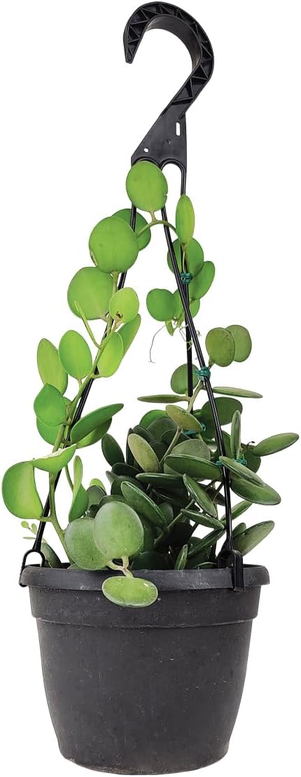 Rare Xerosicyos danguyi 'Silver Dollar Vine' (4" Minimalist Pot w. Saucer) - Penny Plant - Rare Succulent Plant Live - Trailing Indoor Houseplant - Unique Exotic Houseplant for Home Decor