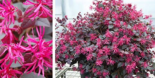 Plum Delight Loropetalum - Live Plant - (2.5 QT)