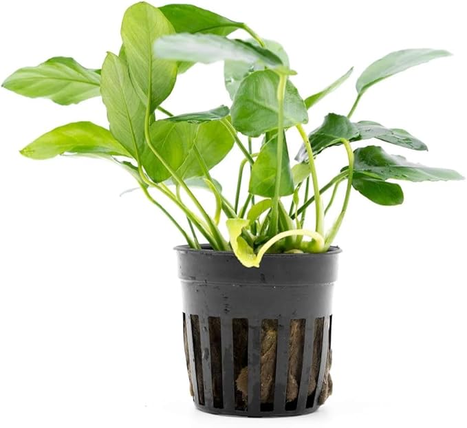 SubstrateSource Live Jungle Plants - Anubias Nana Paxing (Anubias barteri) - Low Light Foreground to Midground Aquatic Rhizome Plant, Epiphytic Growth, Green Foliage - Pot