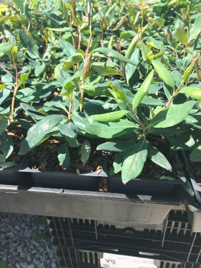 3 Fragrant Cloud Pink Honeysuckle in 3.5 inch Pot