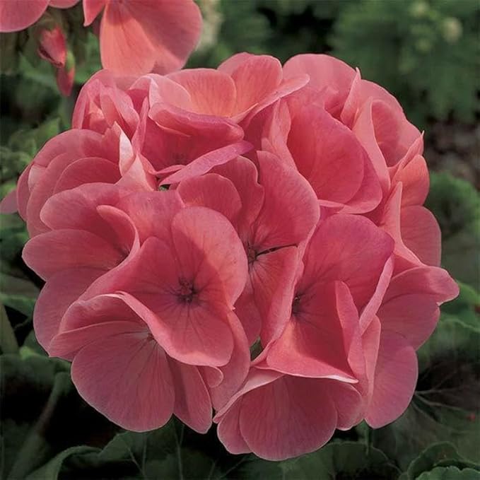 Maverick Series Geranium Salmon ~10 Seeds – Pelargonium x hortorum – Non-GMO, Annual – Compact 12-18" Plants – 4-6" Blooms – for Containers, Borders & Flower Beds – 91-105 Days