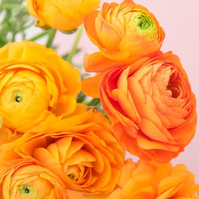 25 Ranunculus Bulbs for Fall Planting, Perennial Flowers Bulbs for Gardens, Vibrant Peony Buttercup Corms for Outdoor Borders (Orange Ranunculus)