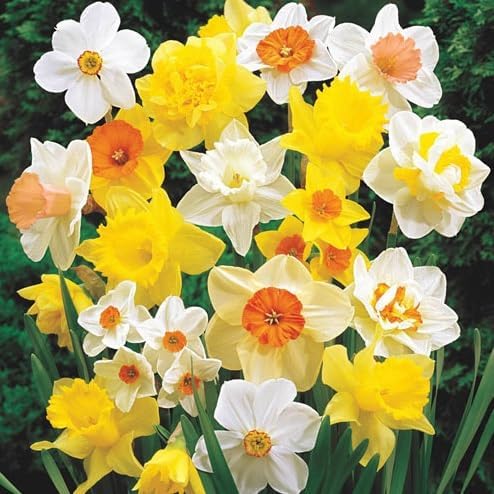 Daffodil Mix Bulbs for Planting - Easy to Grow Perennial Flowers for Garden or Containers (100 Bulbs)