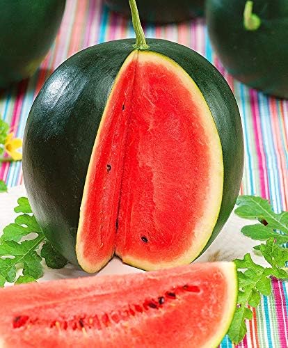 Watermelon Black Beauty Early Rare Giant Fruit Heirloom Organic Non-GMO