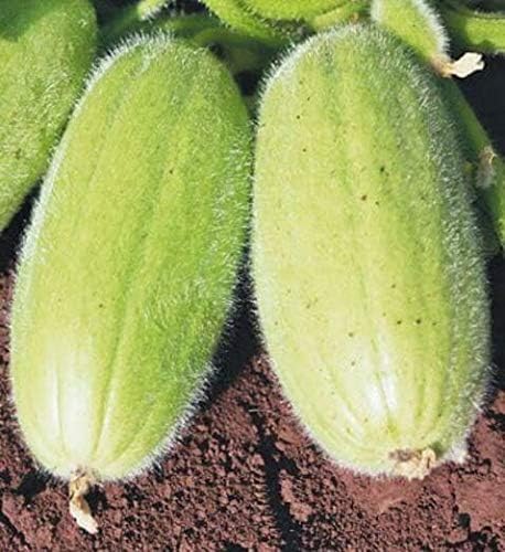 Seeds Vegetable Cucamelon (Cross Cucumber and Melon) Vine - 20 Seeds