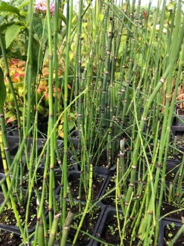 Horsetail Grass in a 4 inch containers (15)