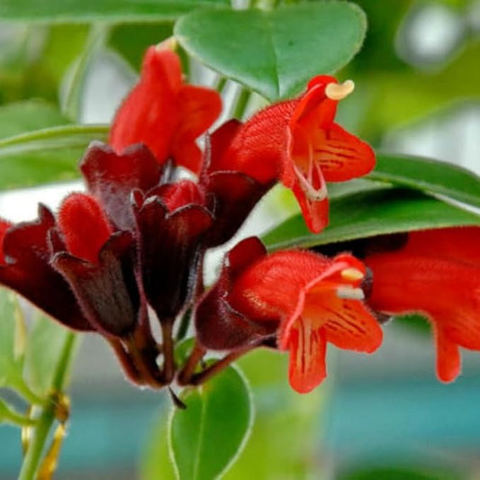 Scarlet-Red Lipstick Plans Live Houseplants in Pot, Aeschynanthus Red Flower Vine Décor Office, Desk Indoor Outdoor Growing