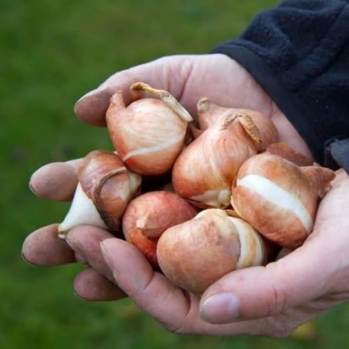 20 Tulip Bulbs for Fall Planting, Top Size Tulips Bulbs Perennial Flowers, Vibrant Spring Blooms, Easy Fall Planting (Mix Rare Tulip)