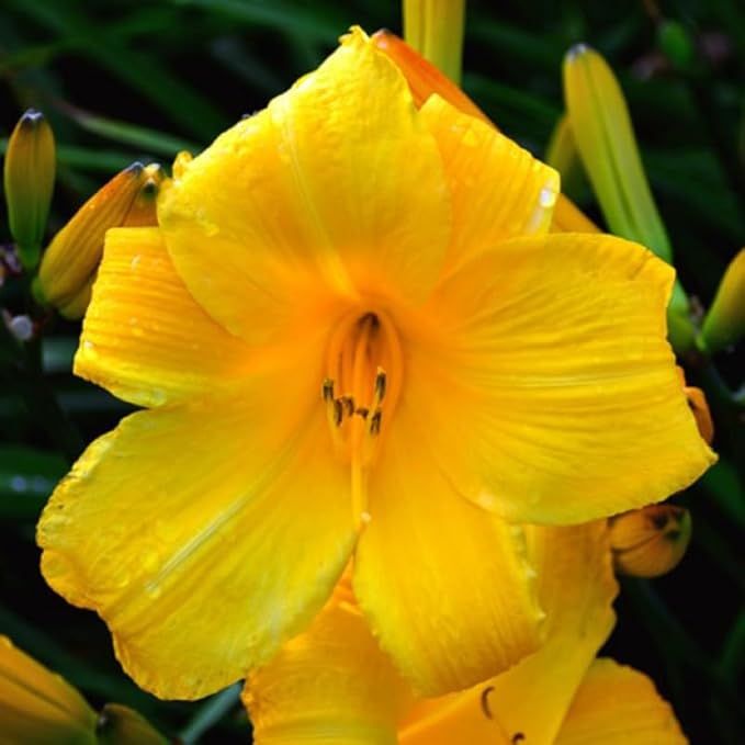 3 Yellow Daylily Bulbs for Planting, Reblooming Daylilies Roots, Hardy Perennial Flowers Bulbs, Gardens and Borders Planting