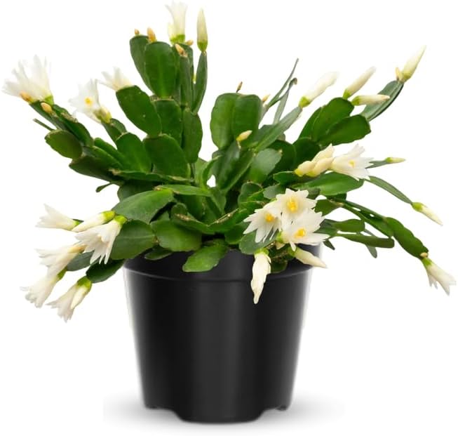 White Easter Cactus Plants Live, Christmas Cactus Thanksgiving Cactus Like Plants Live, Well-Rooted Cold Hardy, Holiday Cactus for Indoor Outdoor Planting, 4-8 Inc Tall, Starter Tree