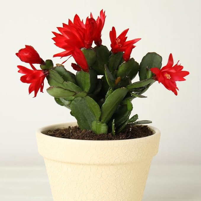 True Thanksgiving Cactus Plant Live in 4" Pot, Ready to Bloom, Holiday Christmas Cactus Plants Live, Red Blooms