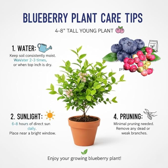 Elliott Blueberry Plant Live for Planting, 4-8 Inch Tall Starter Plant, Hardy Blueberry Bush for Garden or Patio
