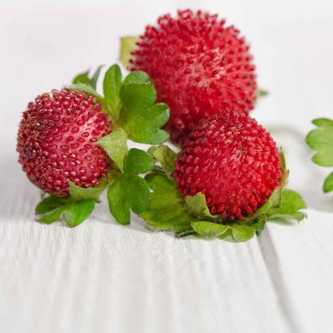 Indian Strawberry Vine Seeds for Planting (100 Seeds) - Duchesnea Indica Tuttifrutti