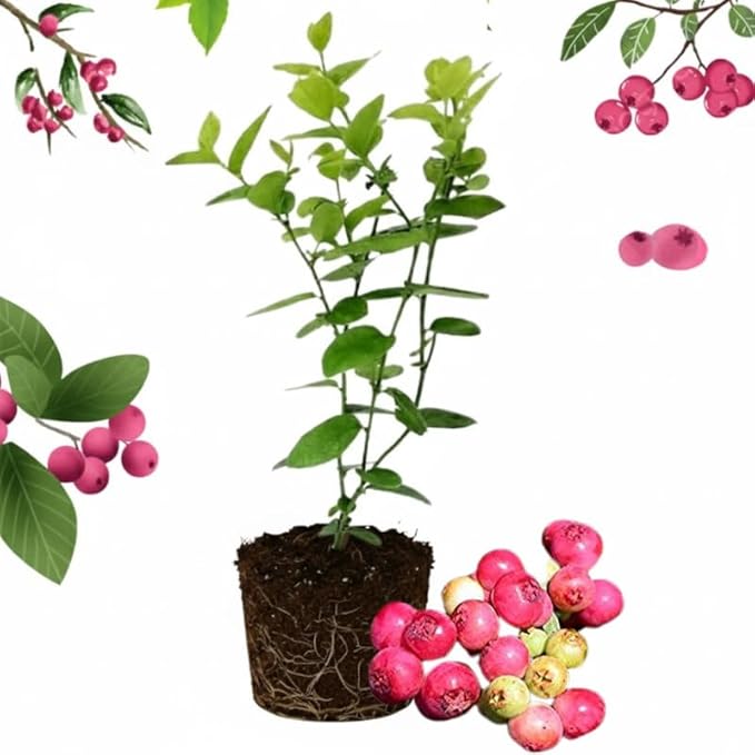 Pink Lemonade Blueberry Plant Live for Planting, 4-8 Inch Tall Starter Plant, Hardy Blueberry Bush for Garden or Patio