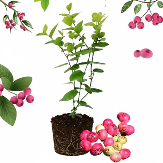Pink Lemonade Blueberry Plant Live for Planting, 4-8 Inch Tall Starter Plant, Hardy Blueberry Bush for Garden or Patio