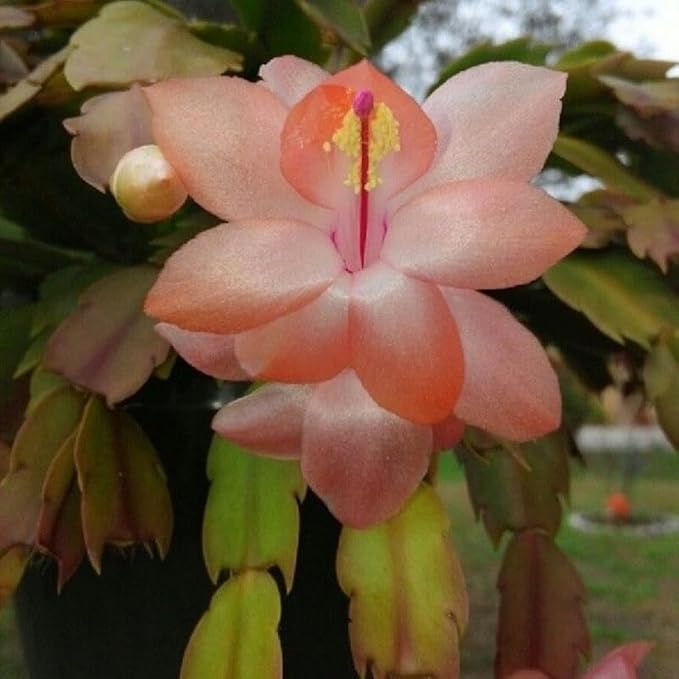 Salmon Christmas Cactus Plant, 3-6" Tall Colorful Holiday Cactus Houseplant Easy Care Tropical Flowering Succulent Live Plants, Well Rooted, No Pot