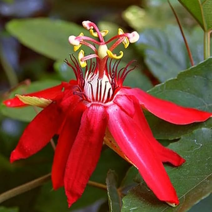 Passion Flower Plant Live, 5 to 8 Inch Tall Passiflora Vine, Fragrant Climbing Plant for Garden or Trellis, No Pot, Well-Rooted (Red Passion Flower)