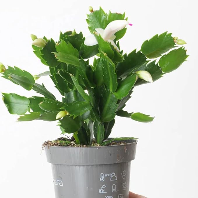 Thanksgiving Cactus Live Plant in 4" Pot, Holiday Christmas Cactus Plants Live, Winter Bloom, Indoor Planting, Ready to Blooms (White)