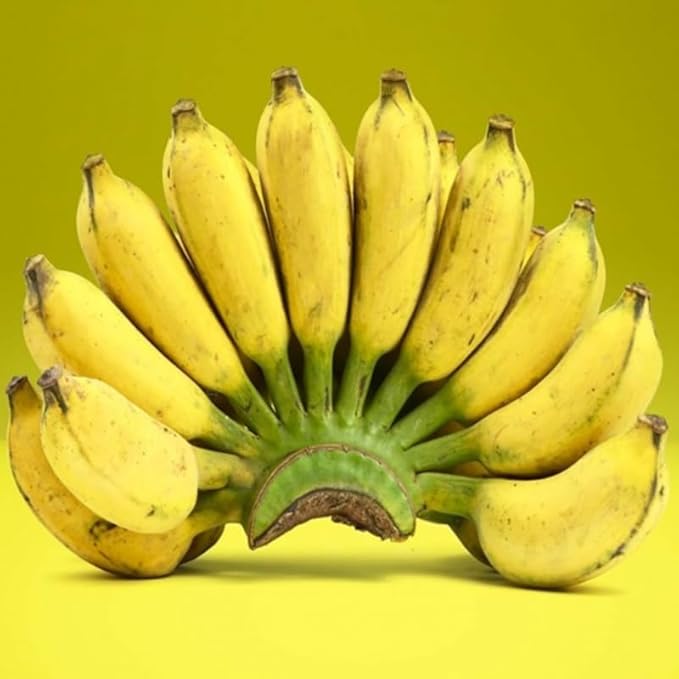 Namwah Banana Plant Live for Planting, Banana Trees Live Plants for Outdoor Indoor Planting, Cold Hardy, 4-7" in Tall, No Pot, Musa Plant
