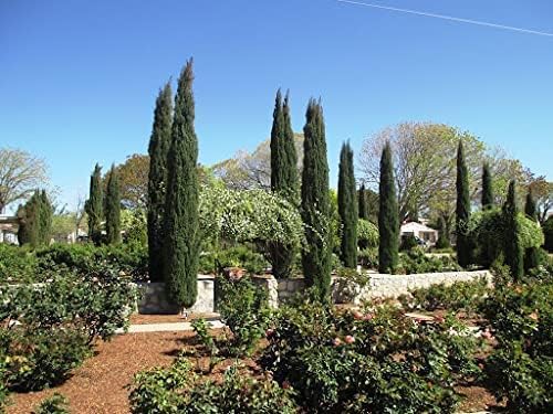 Florida Foliage Italian Cypress Tree | 10 Live Seedlings Cupressus Sempervirens Formal Elegant Mediterranean Style Plants, Green