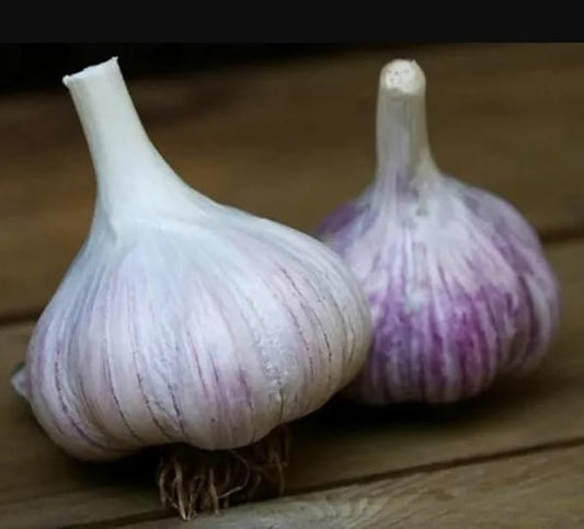 Whole Garlic Bulbs – Huge Non-GMO Bulbs for Fall Planting or Flavoring Dishes – Ready for Planting or Eating – (8 Bulb)