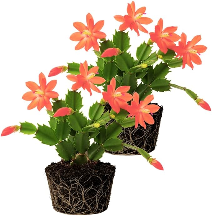 2 Salmon Christmas Cactus Plants Live, 4 to 7 Inch Tall Colorful Christmas Cactus, Holiday Flower Houseplant, Indoor Outdoors Easy Care Plants for Home Garden