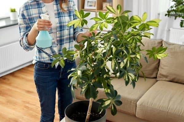 Gardenera Umbrella Plant Premium Potting Mix - Experience The Difference of Hand-Mixed Quality and Natural Ingredients - 4 Quart